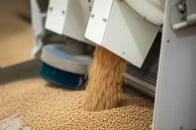 Illustration scalp - Image 1