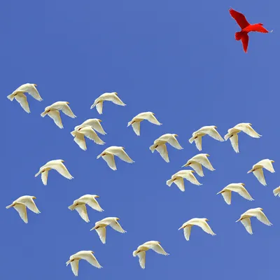 Hình ảnh minh họa deviant - Ảnh 1