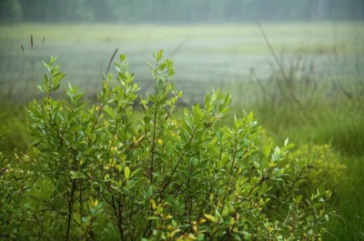 Illustration gale - Image 1