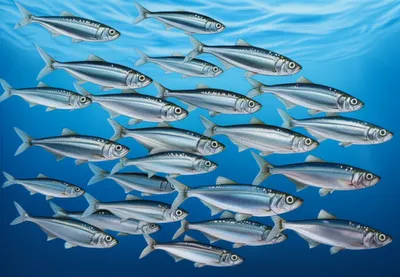 Illustration herring - Image 1