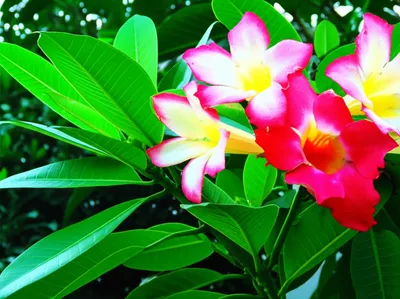 Illustration frangipani