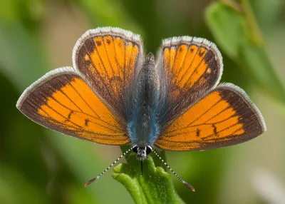 Illustration copper - Image 1