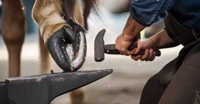 Illustration shoeing - Image 1