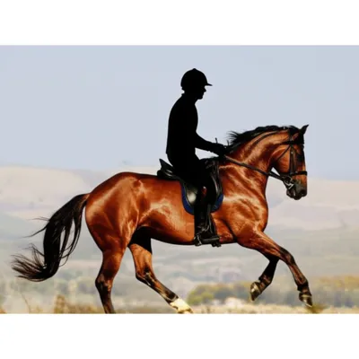 Illustration ridden - Image 1