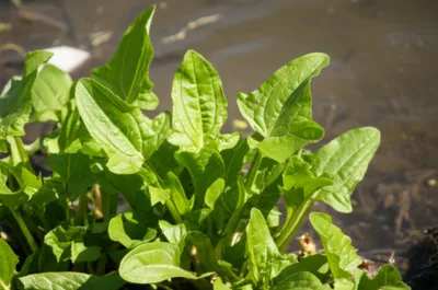 Hình ảnh minh họa fiddles - Ảnh 1