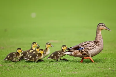 Illustration pon - Image 1