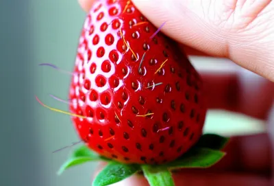 Illustration quill - Image 1