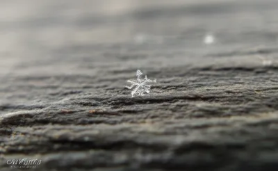 Illustration lick - Image 1