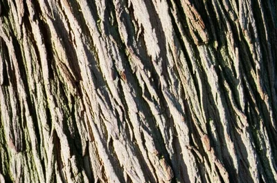 Illustration barks - Image 1