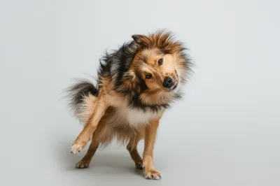 Illustration shagged - Image 1