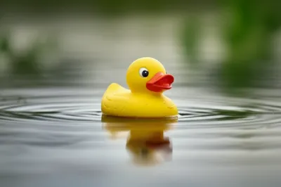 Illustration duckies - Image 1