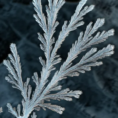 Illustration dendrite - Image 1