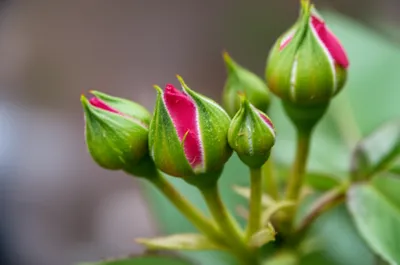 Illustration inflorescence - Image 1