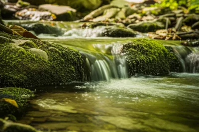 Illustration trilling - Image 1