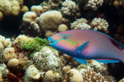 Illustration parrotfish