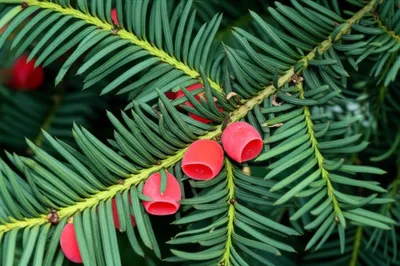 Illustration yew - Image 1