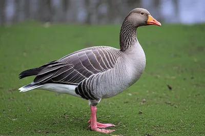 Illustration greylag - Image 1