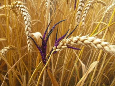 Illustration ergot - Image 1