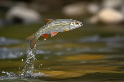 Illustration dart - Image 1