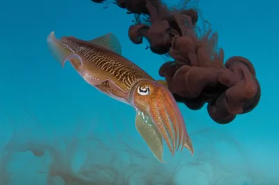 Illustration sepias - Image 1