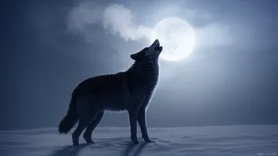 Illustration howls - Image 1