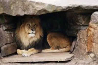 Illustration lair - Image 3