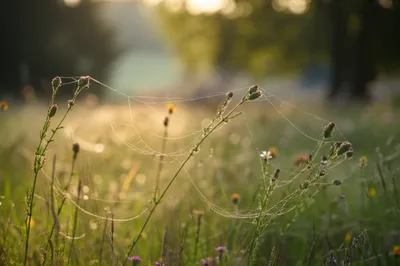 Illustration gossamer