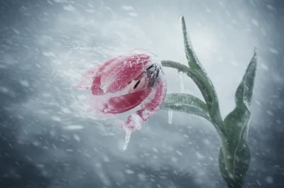 Illustration hardly - Image 1