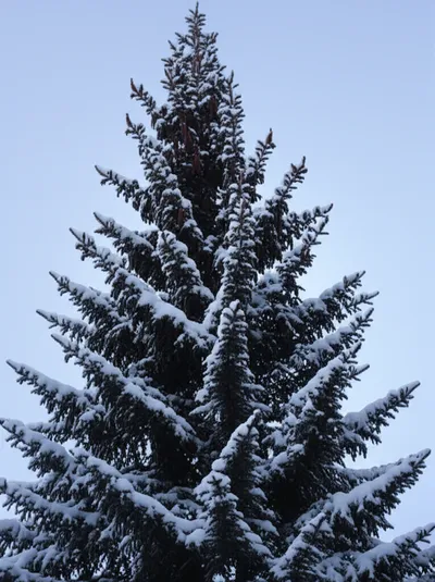 Illustration firs - Image 2