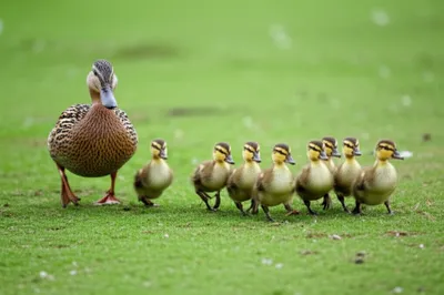 Hình ảnh minh họa followers - Ảnh 1