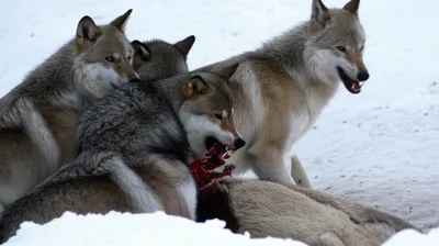 Illustration ravened - Image 1