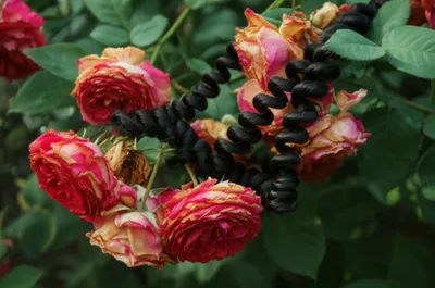 Illustration crisped - Image 1