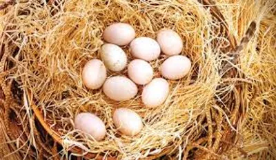 Illustration clutch - Image 2