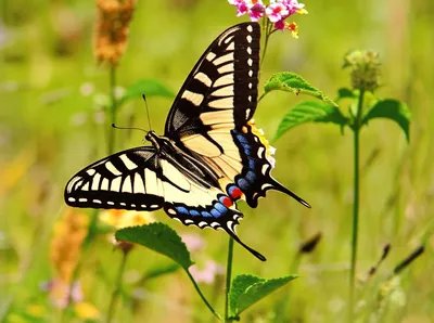 Illustration swallowtails - Image 1