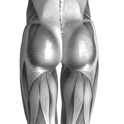 Illustration ass - Image 1