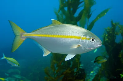Illustration yellowtail - Image 1