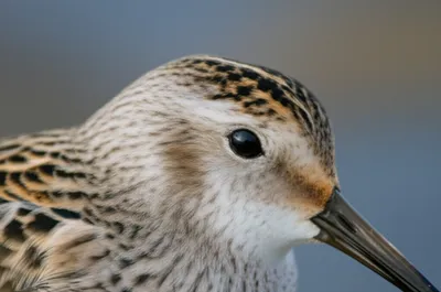 Illustration oxeye - Image 1