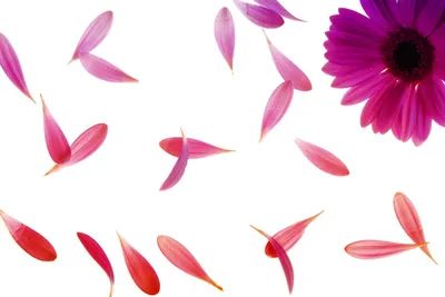 Illustration petals - Image 2