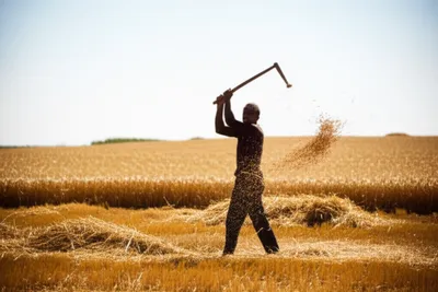 Illustration threshed