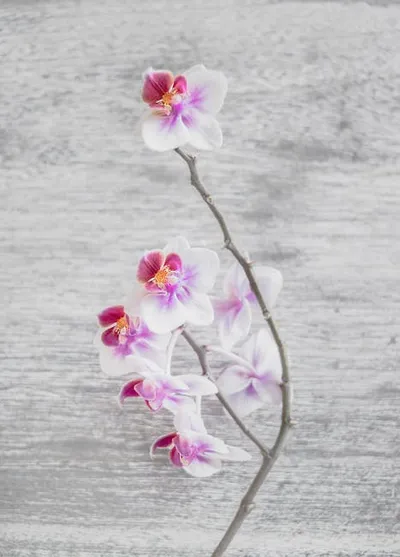 Illustration orchids - Image 2