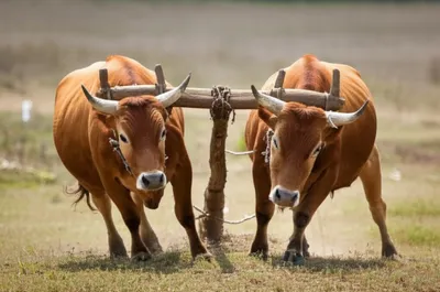 Illustration haul - Image 1