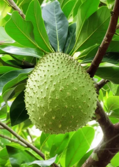 Illustration breadfruit - Image 1