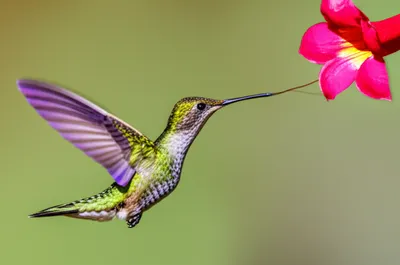 Illustration quickening - Image 1