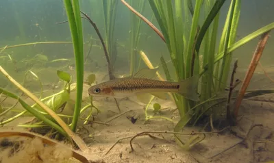 Illustration mudminnow