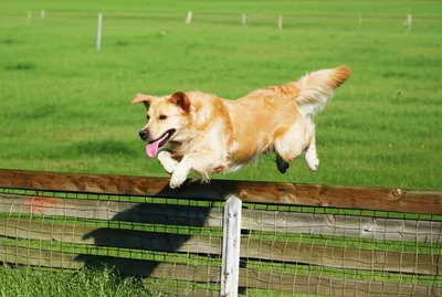 Illustration fence - Image 1