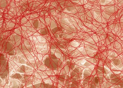 Illustration capillaries