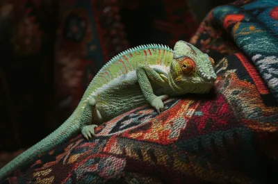 Illustration indiscernible - Image 1