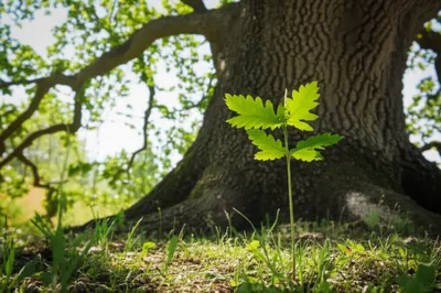 Illustration that - Image 1