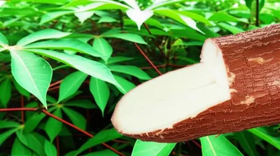 Illustration yuca - Image 1