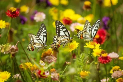 Illustration gull - Image 1